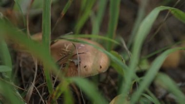 Yağmurdan sonra taze sonbahar mantarı. Şafakta ormanda yeşil çimenler.