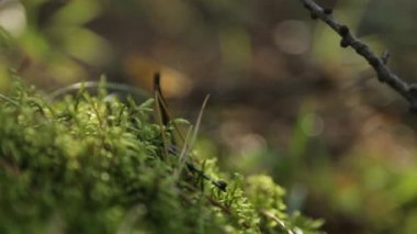Sonbahar ormanındaki makro bitkiler. Çimenlerde yosun ile log.
