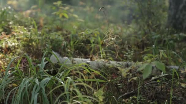 Sonbahar Ormanındaki Makro Bitkiler Çimenlerde Yosun Ile Log — Stok video