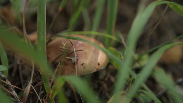 雨后新鲜的秋蘑菇 黎明时分森林里的绿草 — 图库视频影像