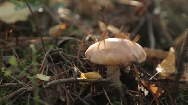 Frischer Herbstpilz Nach Regen Grünes Gras Wald Morgengrauen — Stockvideo