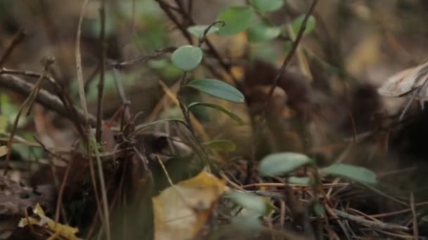 Frischer Herbstpilz Nach Regen Grünes Gras Wald Morgengrauen — Stockvideo
