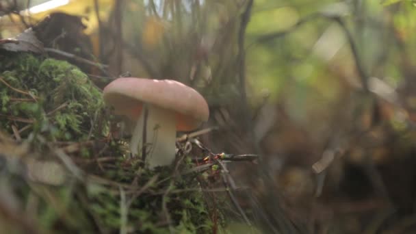 Frischer Herbstpilz Nach Regen Grünes Gras Wald Morgengrauen — Stockvideo