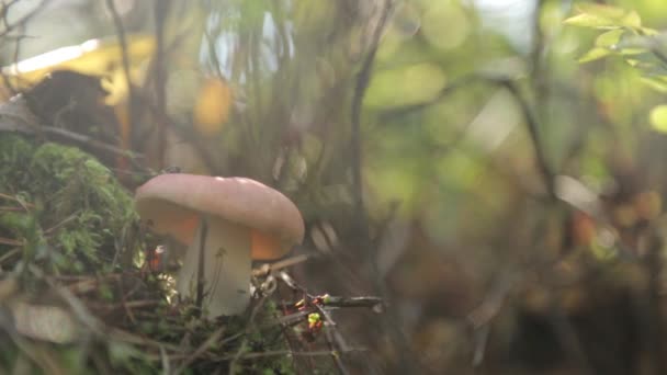 Cogumelo Outono Fresco Depois Chuva Grama Verde Floresta Amanhecer — Vídeo de Stock