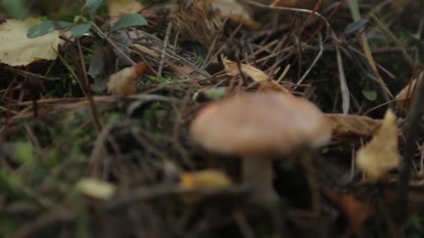 Cogumelo Outono Fresco Depois Chuva Grama Verde Floresta Amanhecer — Vídeo de Stock