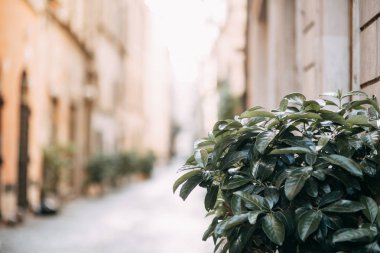 Eski şehrin akşam panoramaları. Sokaklar ve Roma manzarası. 