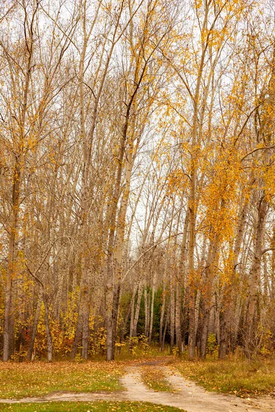 Herbstlandschaft Gelbe Bäume Bewölkter Himmel Herbst Traurigkeit — Stockfoto