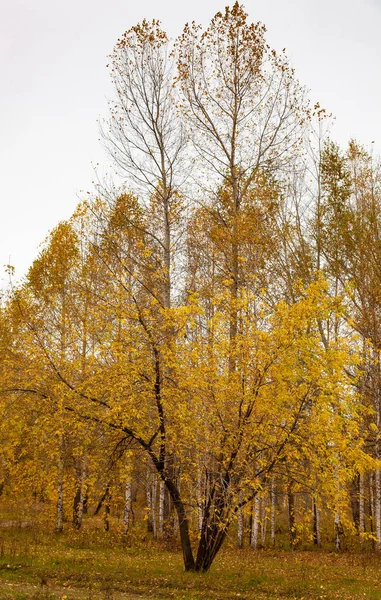 Herfst Landschap Gele Bomen Bewolkte Hemel Herfst Verdriet — Stockfoto