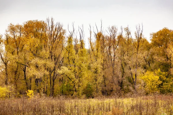 秋の風景です 黄色の木 曇り空 悲しみ — ストック写真