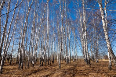 Mavi gökyüzü sonbahar orman
