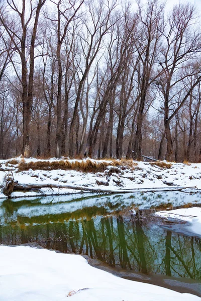 Fiume Della Foresta Una Giornata Nuvolosa All Inizio Dell Inverno — Foto Stock