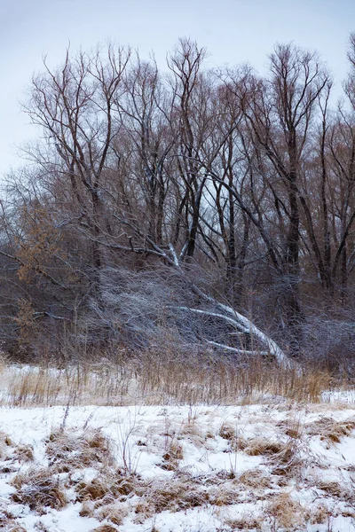 Foresta All Inizio Dell Inverno Quando Ancora Poca Neve — Foto Stock