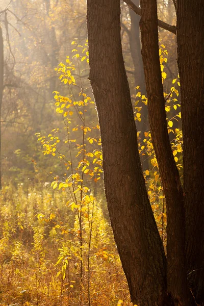 Zwarte Boomstammen Gele Bladeren Het Herfstbos — Stockfoto