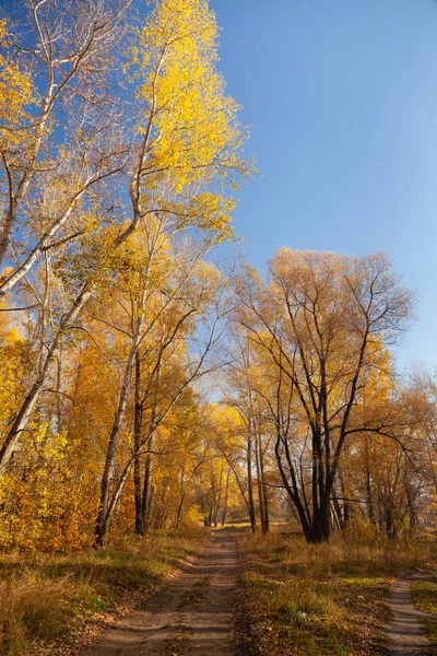 Gele Bomen Tegen Blauwe Hemel — Stockfoto
