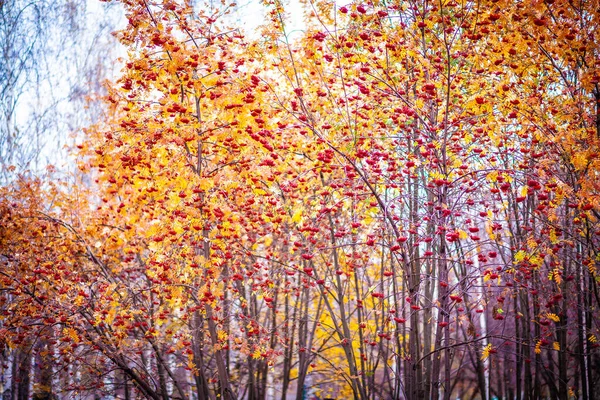 Rowan Fák Őszi Városi Park Hátterében — Stock Fotó