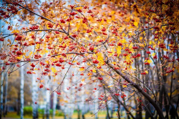 Rowan Fák Őszi Városi Park Hátterében — Stock Fotó