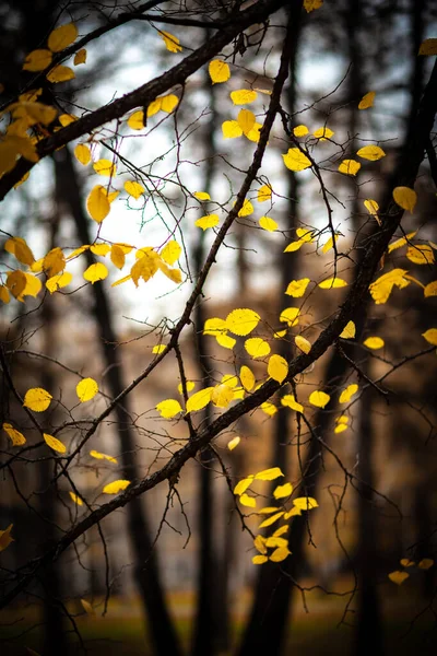 Yellow Autumn Leaves Background Black Tree Trunks City Park — Stock Photo, Image