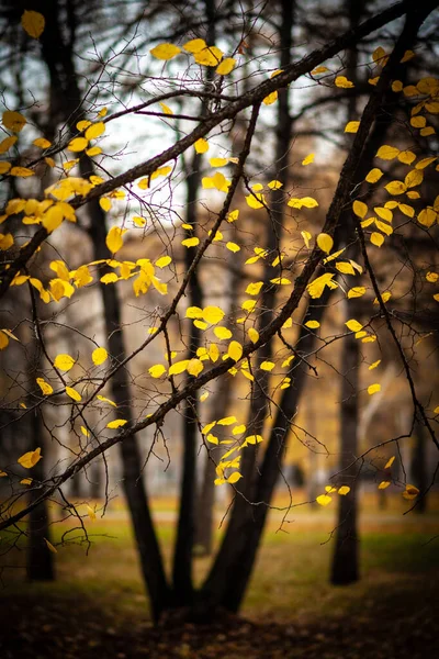 Sárga Őszi Levelek Hátterében Fekete Fatörzsek Egy Városi Parkban — Stock Fotó