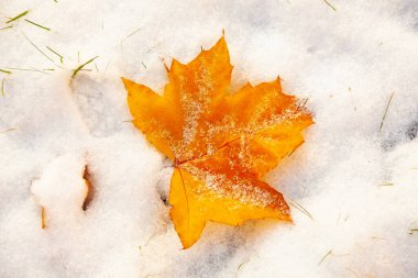 Sarı akçaağaç yaprağı karda yatıyor..