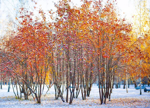Rowan Fák Állnak Hóban Egy Városi Parkban — Stock Fotó