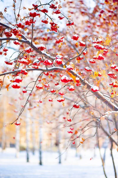 Rowan Fák Állnak Hóban Egy Városi Parkban — Stock Fotó
