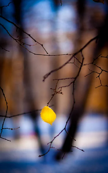 Hojas Amarillas Ramas Árboles Sobre Fondo Troncos Árboles Negros Nieve — Foto de Stock