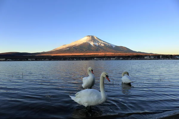 富士山 山中湖の富士山と白鳥 — ストック写真