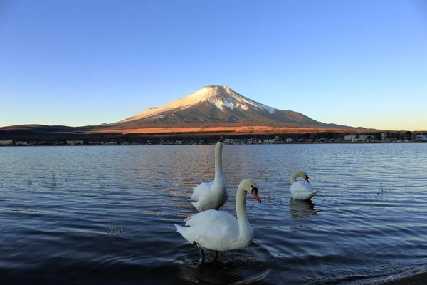 富士山 山中湖の富士山と白鳥 — ストック写真