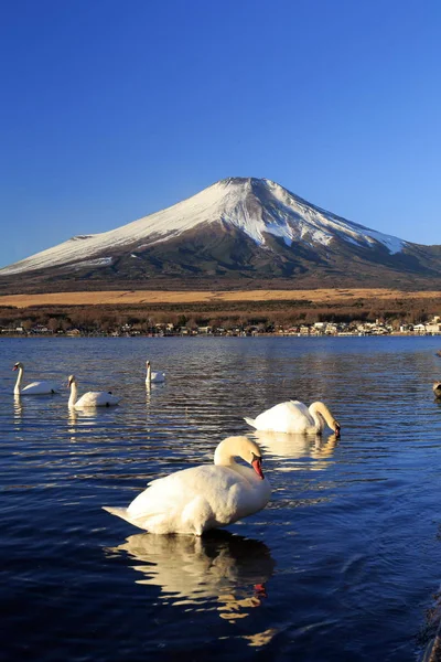 富士山 山中湖の富士山と白鳥 — ストック写真
