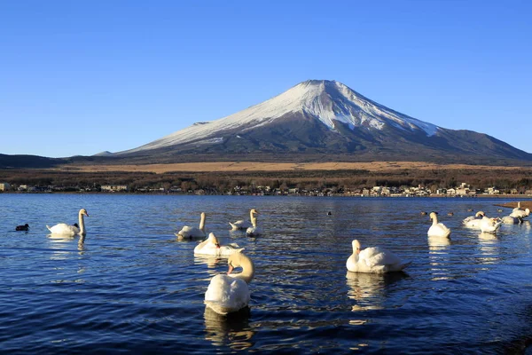 Fuji Swan Lake Yamanaka — Stock Photo, Image