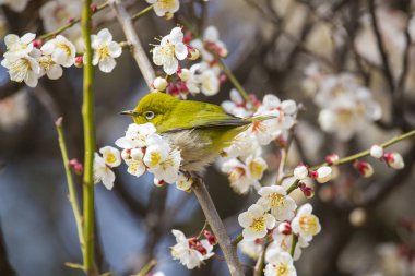 Erik çiçekleri ve Japon white-eye