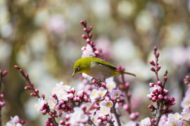 Erik çiçekleri ve Japon white-eye