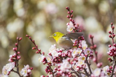 Erik çiçekleri ve Japon white-eye