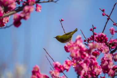 Plum flowers and Japanese white-eye clipart