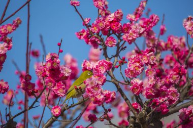 Erik çiçekleri ve Japon white-eye
