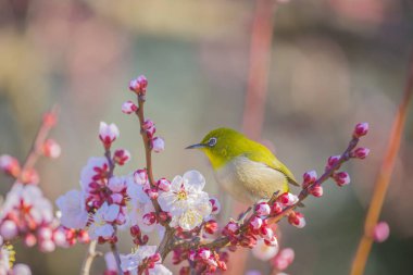 Erik çiçekleri ve Japon white-eye