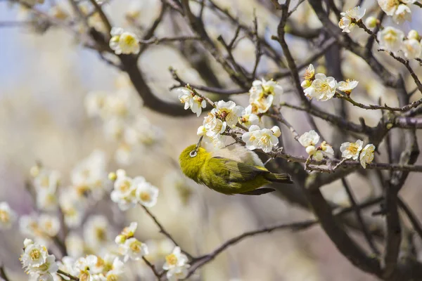 梅の花とメジロ — ストック写真