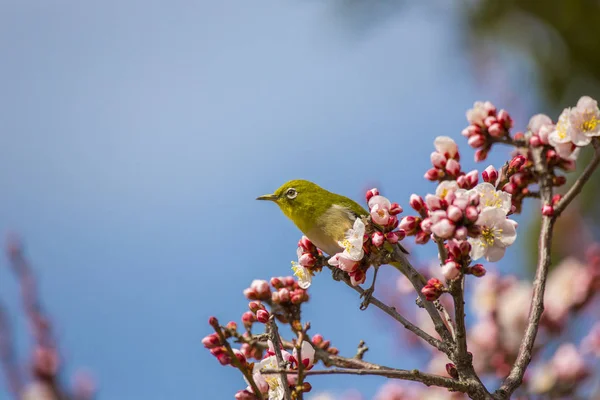 Flores Ciruela Ojo Blanco Japonés — Foto de Stock