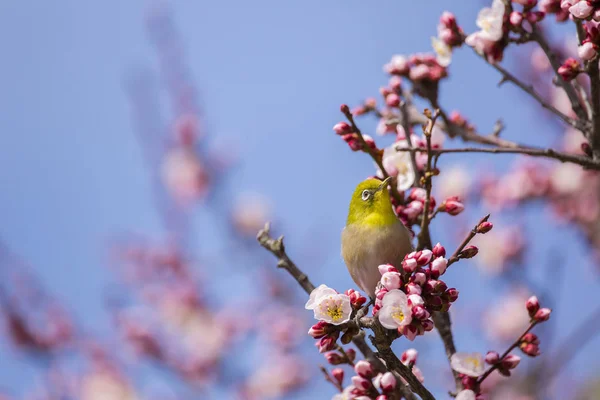 梅の花とメジロ — ストック写真