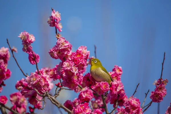 Plum Bloemen Japanse Brilvogels — Stockfoto