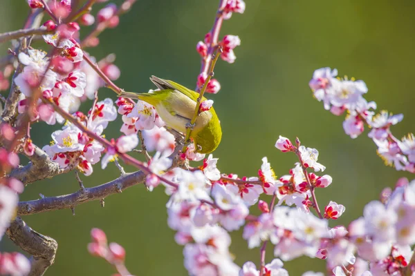 Plum Bloemen Japanse Brilvogels — Stockfoto