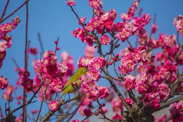 Fiori Prugna Occhio Bianco Giapponese — Foto Stock