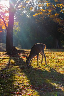 Nara Parkı ve sonbaharda geyik