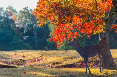 Nara Parkı ve sonbaharda geyik