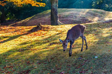 Nara Parkı ve sonbaharda geyik