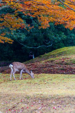 Nara Parkı ve sonbaharda geyik
