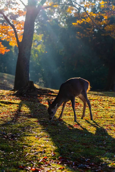 Nara Park Jelenie Jesienią — Zdjęcie stockowe