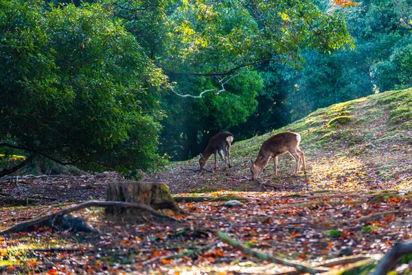 Nara Park Und Hirsche Herbst — Stockfoto