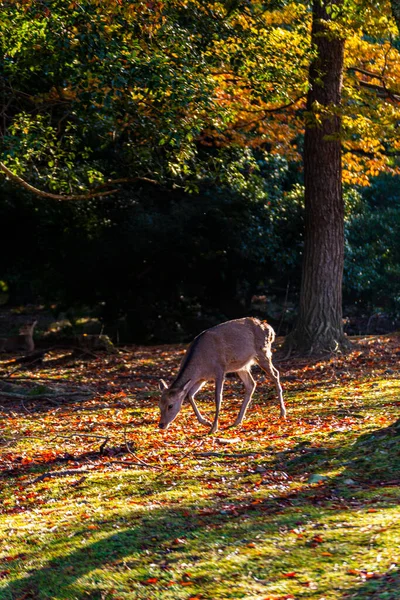 Nara Park Jeleni Podzim — Stock fotografie
