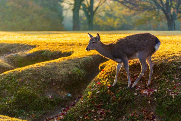 Nara Park Jelenie Jesienią — Zdjęcie stockowe